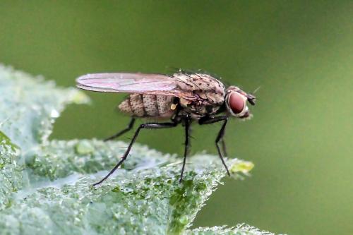 Réf. 239 844 : Delia sp.